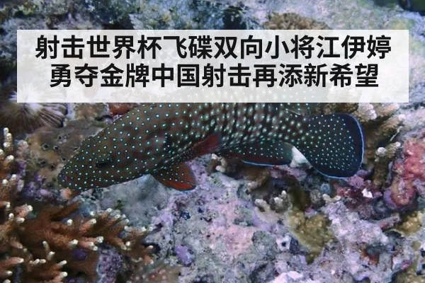 射击世界杯飞碟双向小将江伊婷勇夺金牌中国射击再添新希望